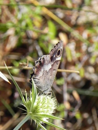 Réf. 230 660 : Hipparchia statilinus